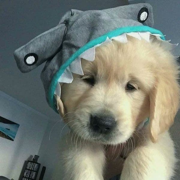 کاور اهنگ Animals از Maroon 5