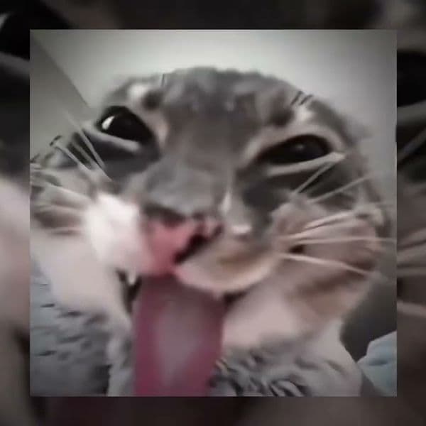 کاور اهنگ Montagem Miau Slowed