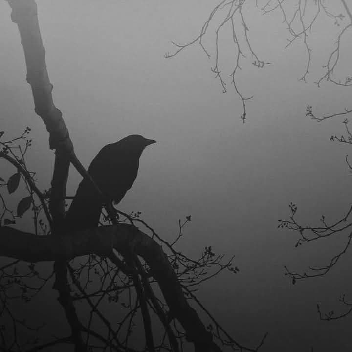 کاور اهنگ Poison Tree از Grouper