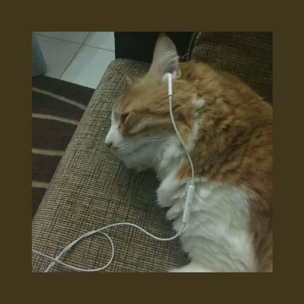 کاور اهنگ Romantic Homicide Sped Up از d4vd