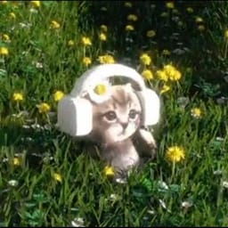کاور اهنگ Dandelions