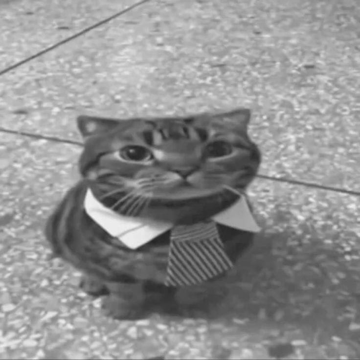 کاور اهنگ macarena Slowed...