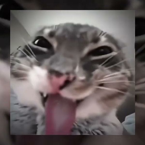کاور اهنگ Montagem Miau Slowed...